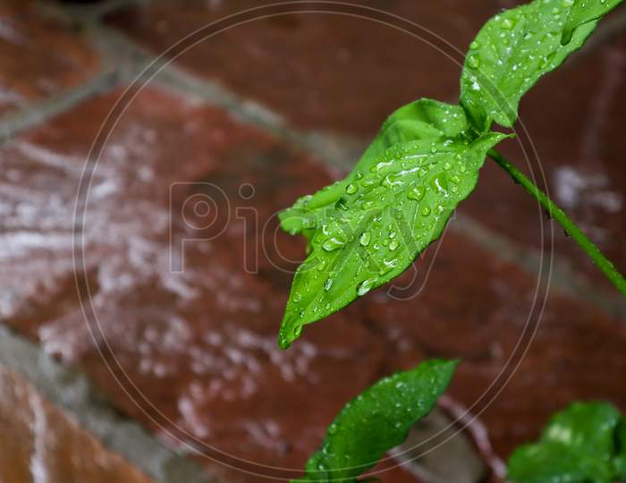 Shiny Rain Water Drops On A Leaf With Blur Background
