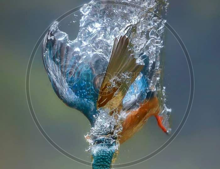 Bird catching a fish in water