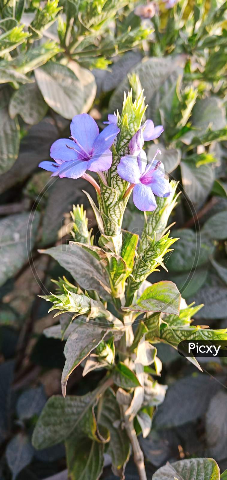 Blue flower macro shot