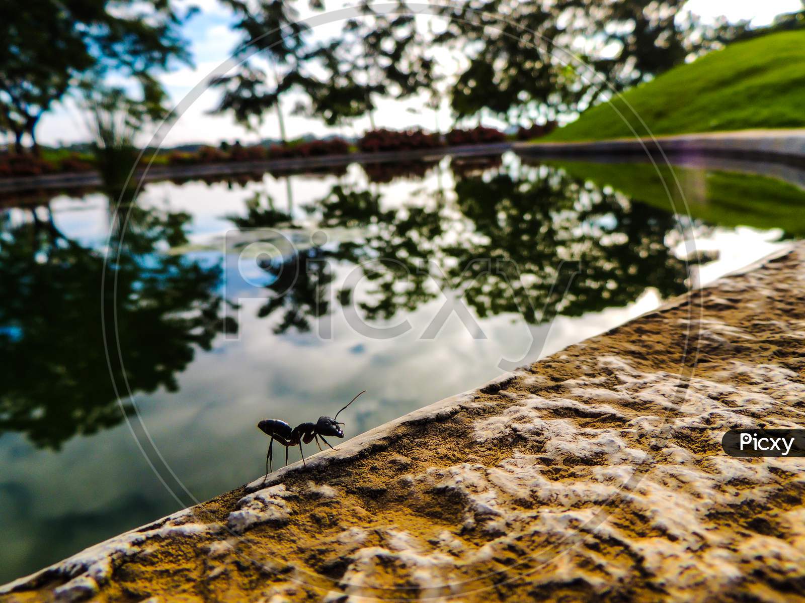 Journey of an Ant - Ant on a lake side