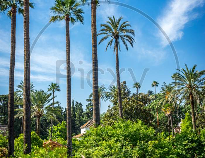 Palm Trees With A Blue Sky In Seville, Spain, Europe