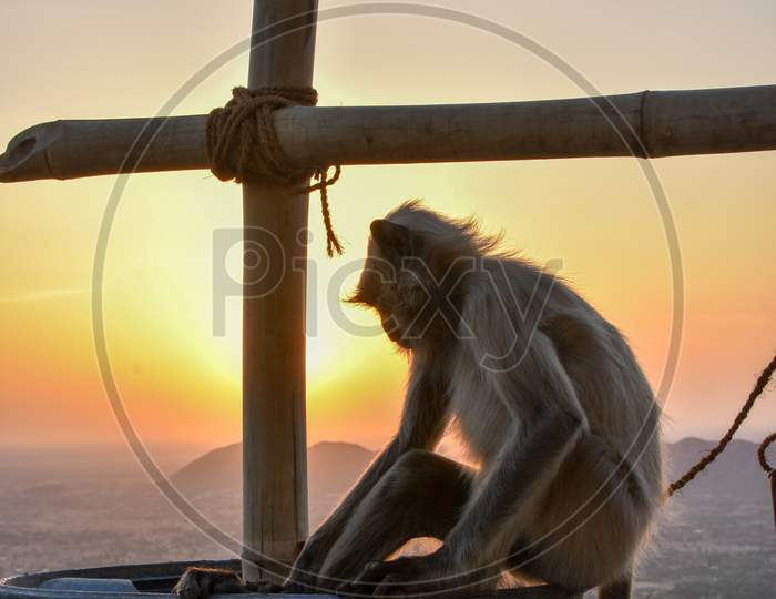 sunset and monkey
