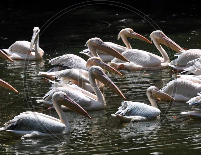 Rosy Pelicans Swim In A Pond Inside An Enclosure, At Assam State Zoo Cum Botanical Garden In Guwahati Sep 3, 2020i, Thuresday, Sep 3, 2020.