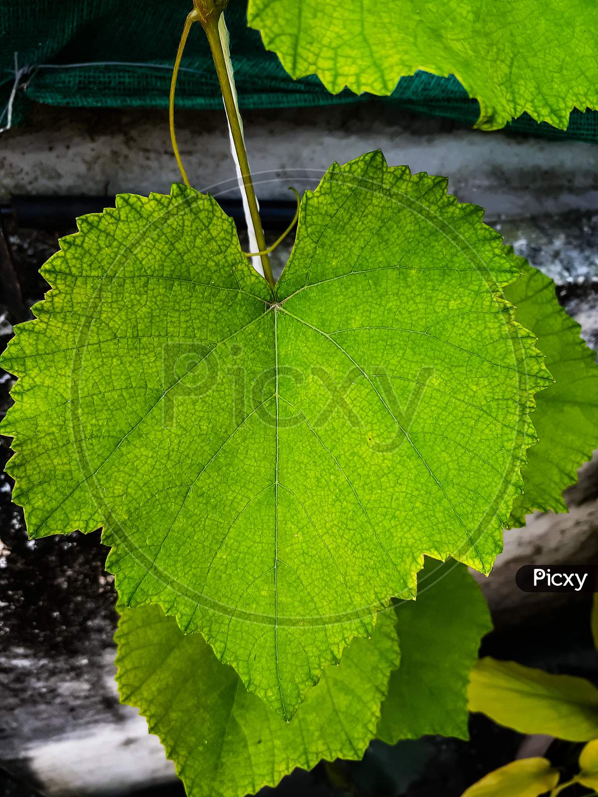 Grapevine- picture of grape leaf