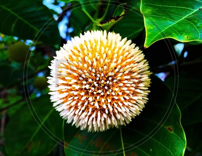 Neolamarckia cadamba flower, commonly known as bur flower
