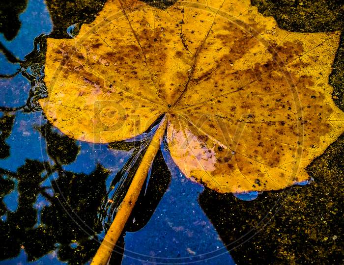 Fallen yellow leaf