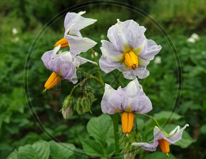 Macro Photography - Photo of potato flower, White and purple color flower, Potato plants in organic farm, Closeup shot of potato flowers