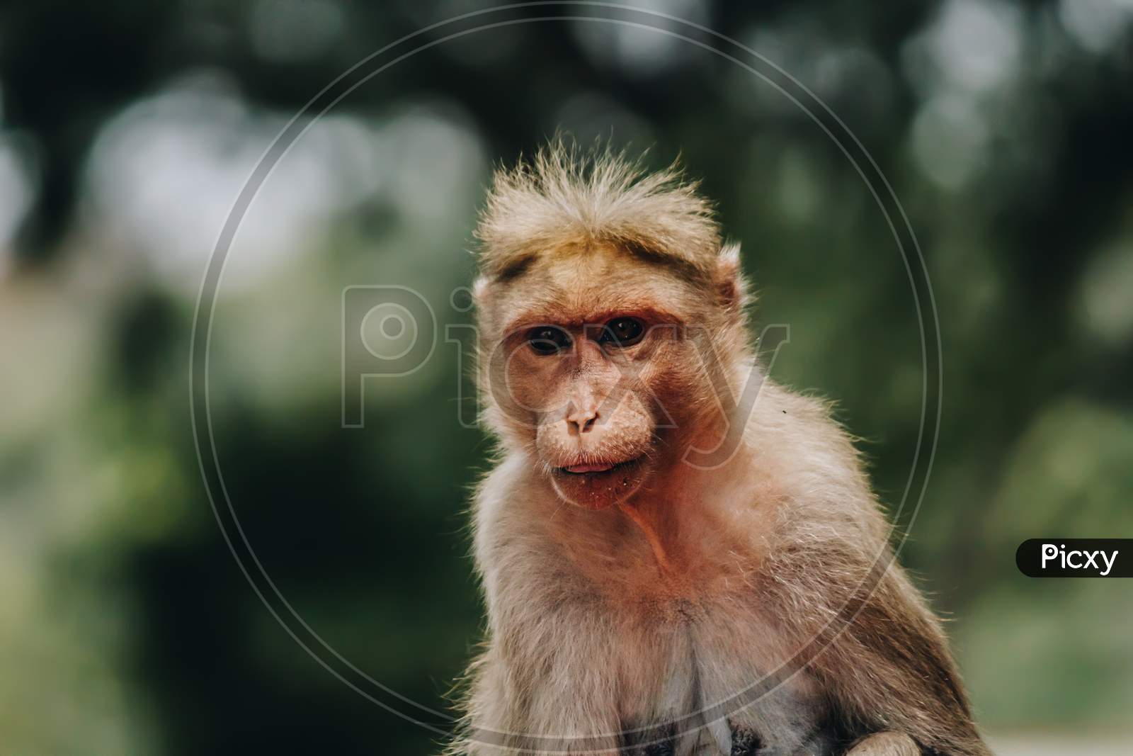 Portrait Of A Monkey Looking At The Camera With Bokeh Background