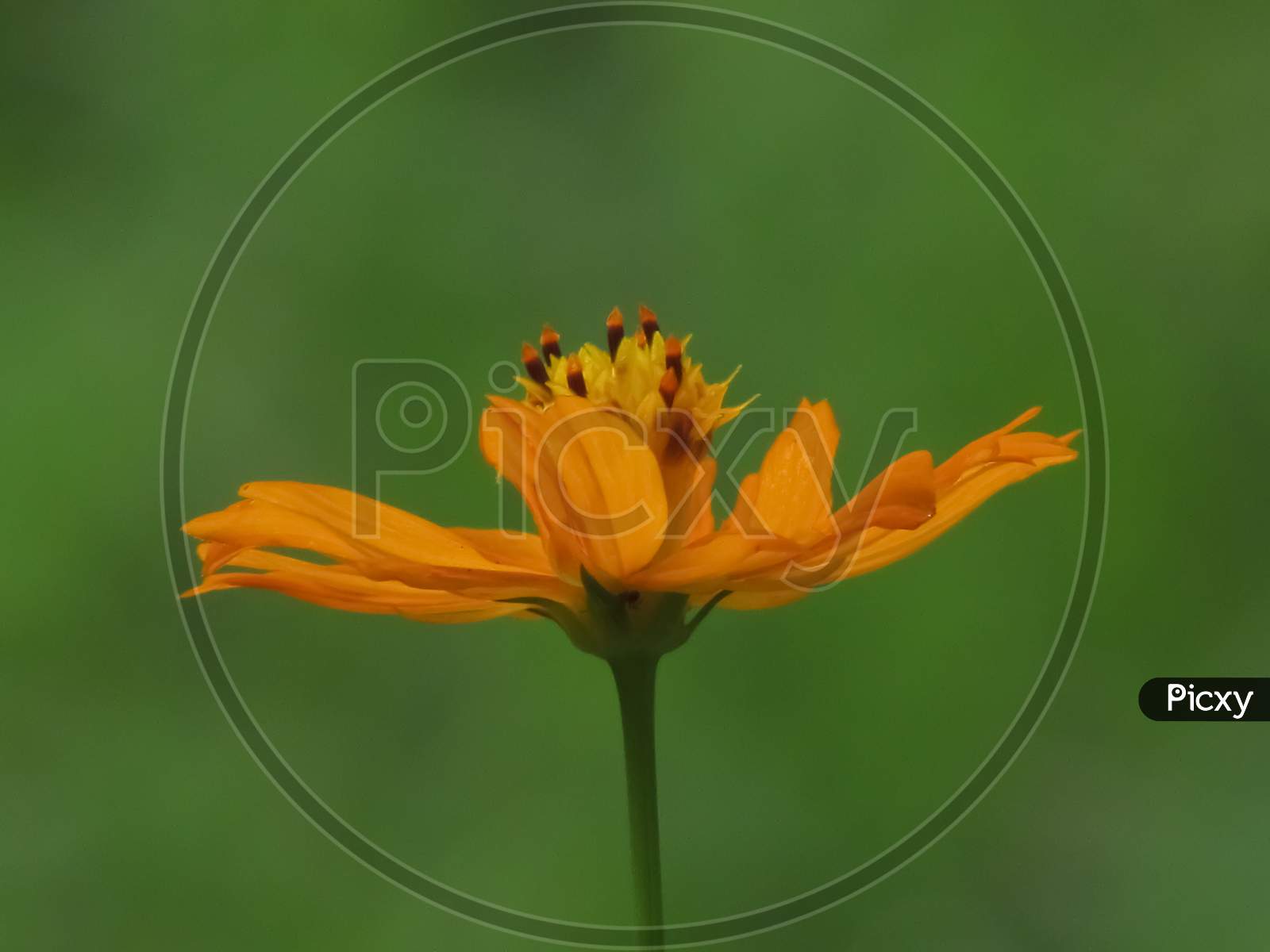 Macro image of an isolated yellow flower with green blur background in low light