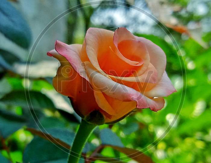 Colseup rose flower