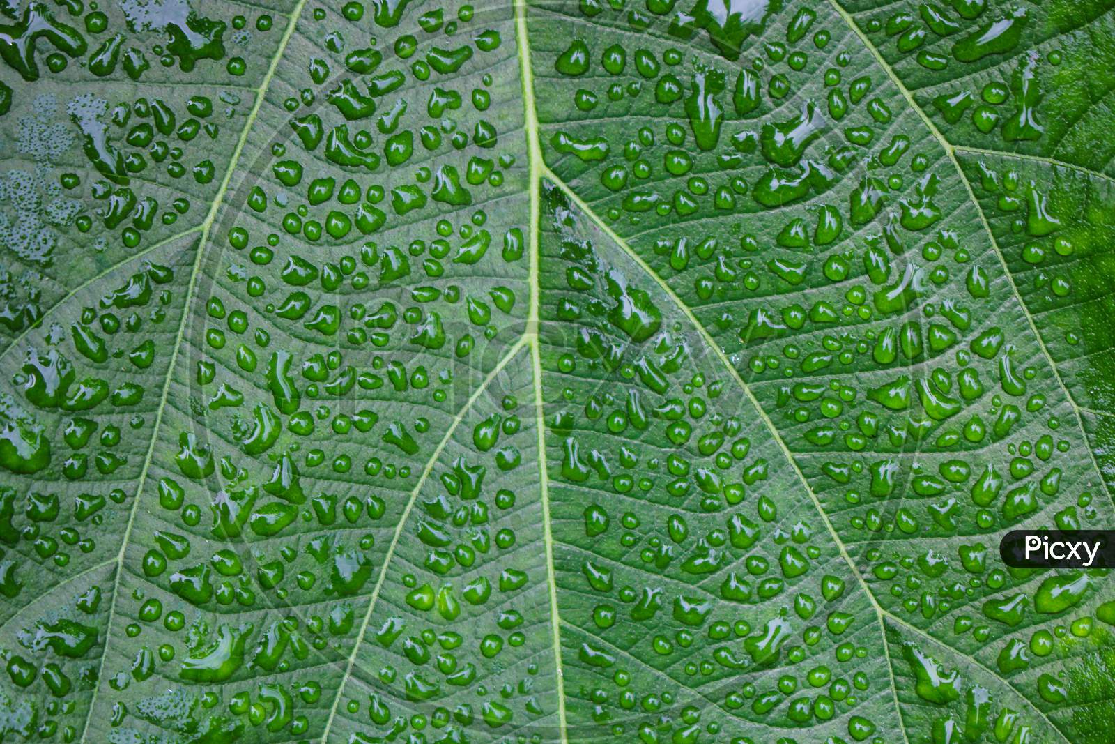 dew on the leaves background,green background image