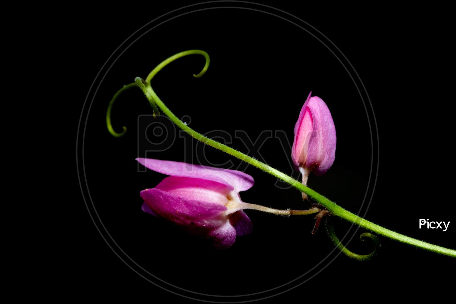 Macro image of a pink flowers on green stem with dark background as fine art