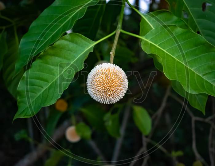 Neolamarckia cadamba flower, commonly known as bur flower