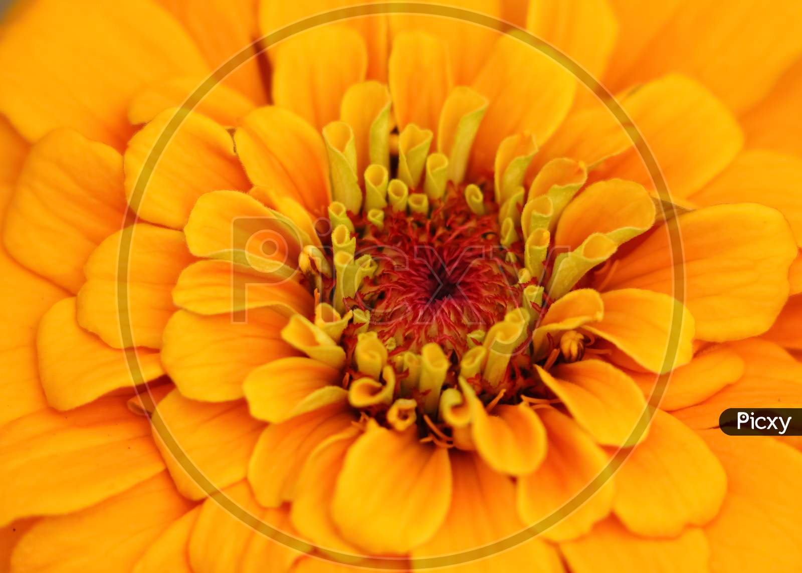 Macro image of a yellow zinnia flower with vibrant and bright colors