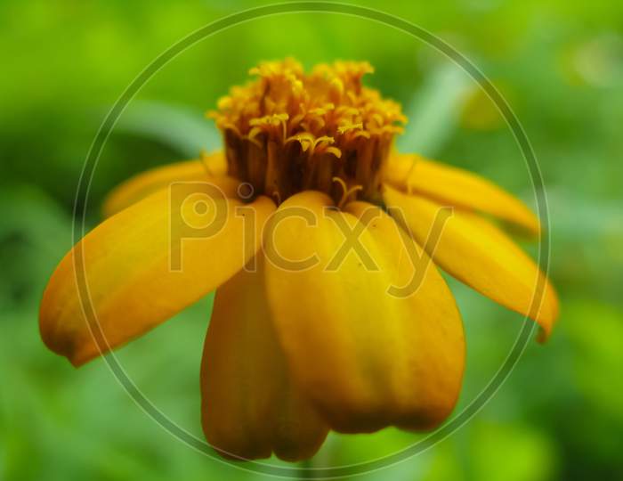 Macro image of a yellow flower with blur green background