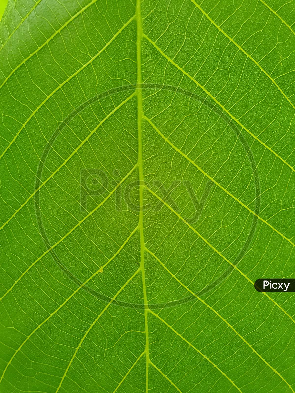 Macro Photography - Closeup of fresh green leaf, Close up shot of walnut leaf, Close up of light green leaf - Stock Photo