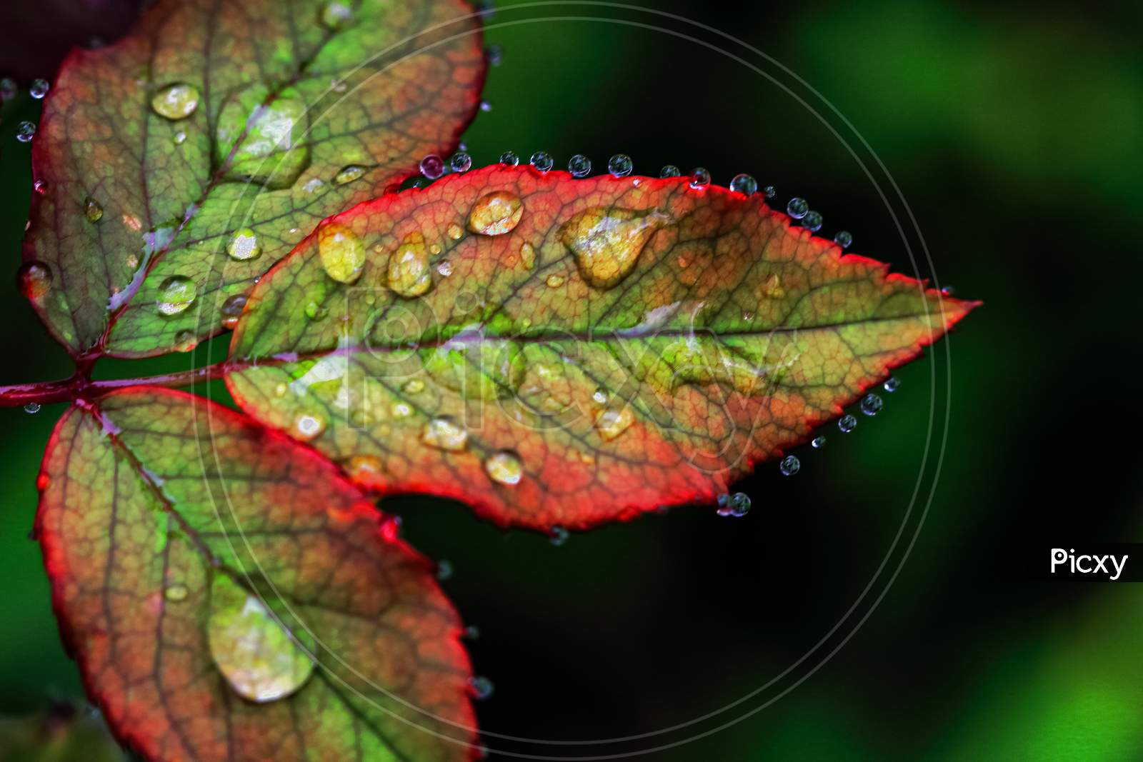 A red and green leaves with water drops on them