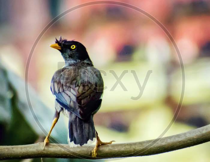 A Common Myna on branch of tree