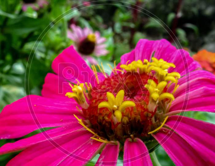 Macro image of a zinnia flower with vibrant colors and blur green background