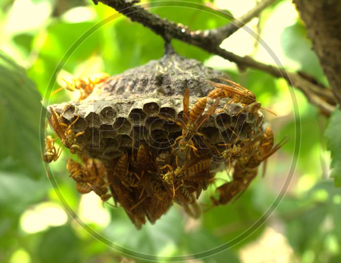 Yellow Indian wasp bee hive