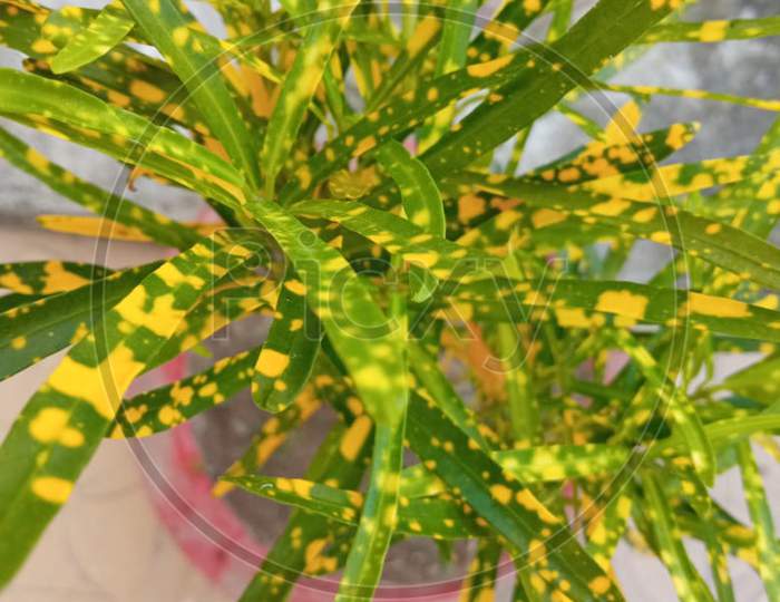 Yellow Green Plant