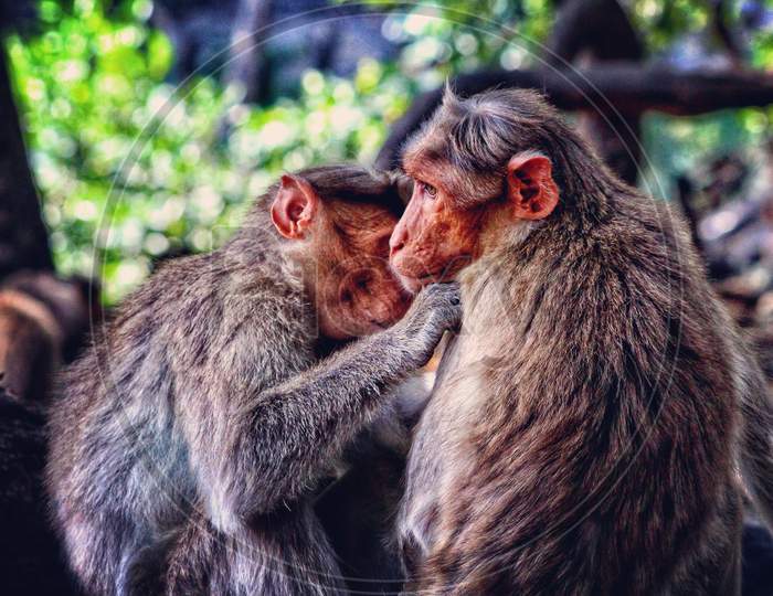 Monkey, rhesus macaque