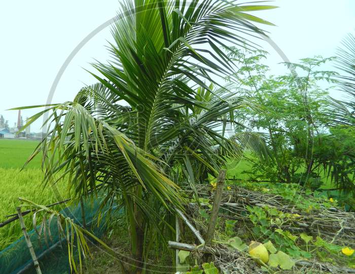 outdoor scene with coconut tree