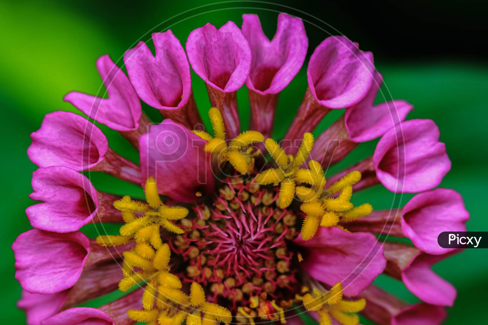 Macro image of a zinnia flower bud with vibrant colors