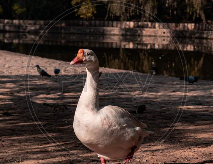 Posing Duck