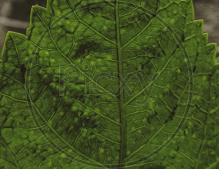 Tiny little patterns of leaf, macro photo