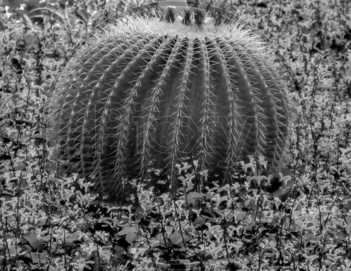 An Abstract selective focus macro image of a green cactus with thorns in a pattern in monochrome