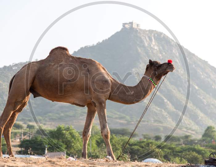 Camel on dunes