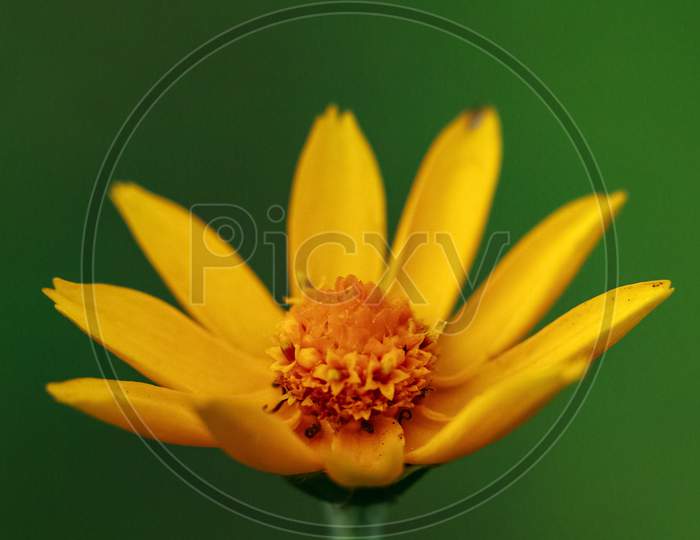 Macro image of an isolated yellow flower with green blur background