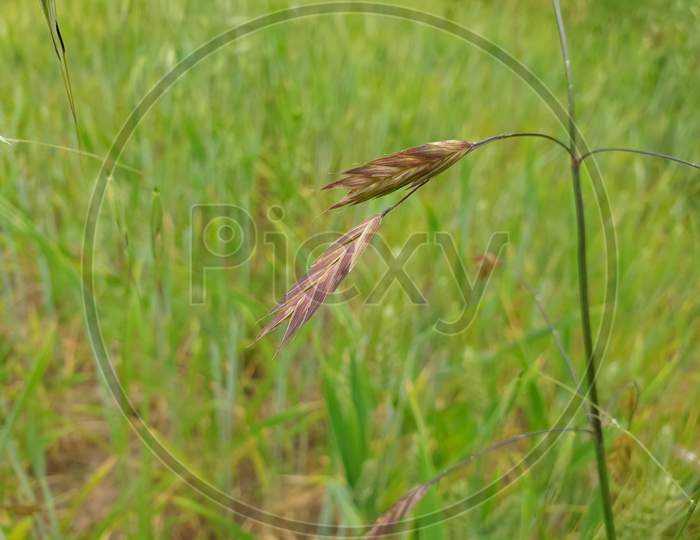 Macro Photography - Closeup shot of a oats plant in barley field in summer season