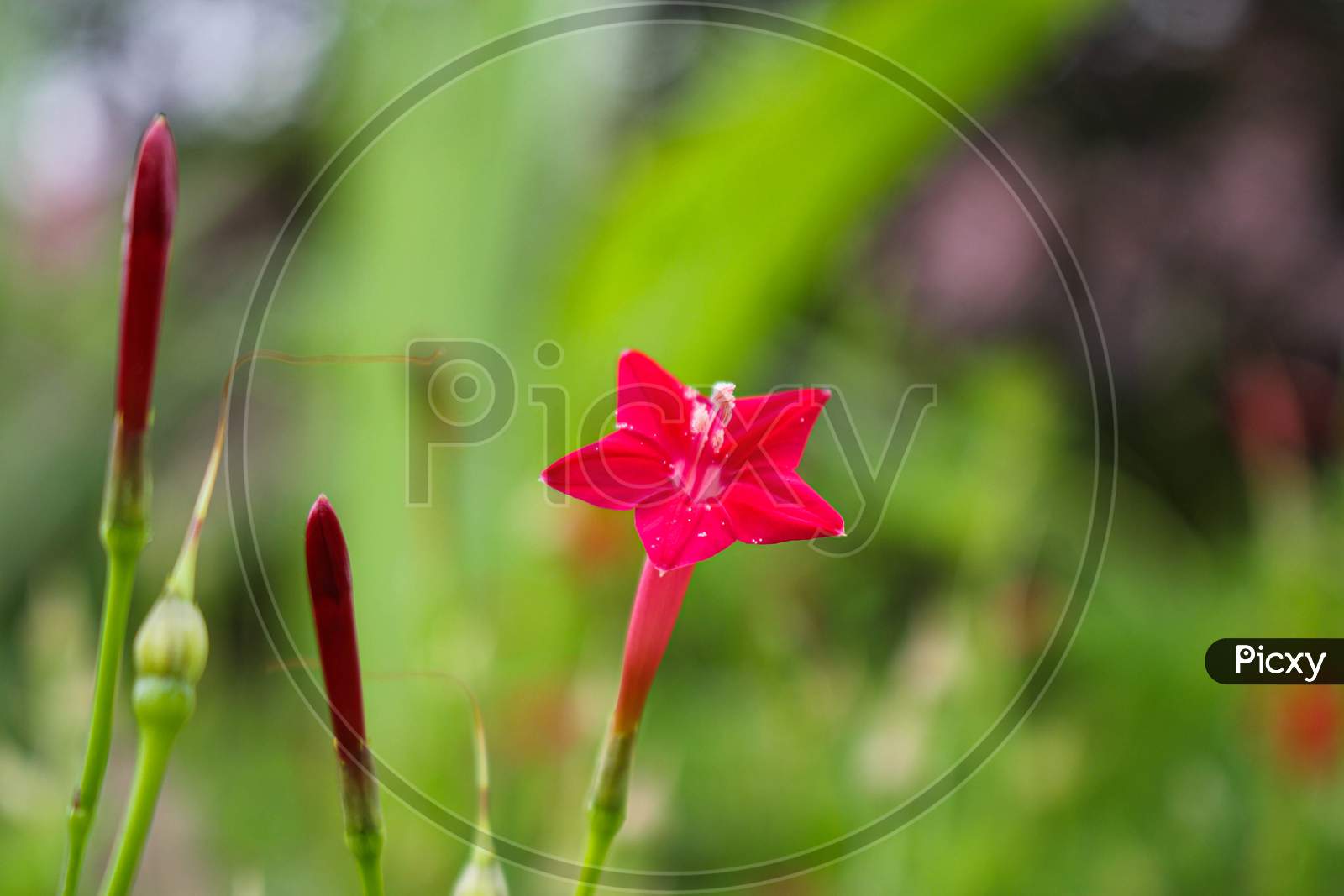 beautyful flower background pink flower star flower image