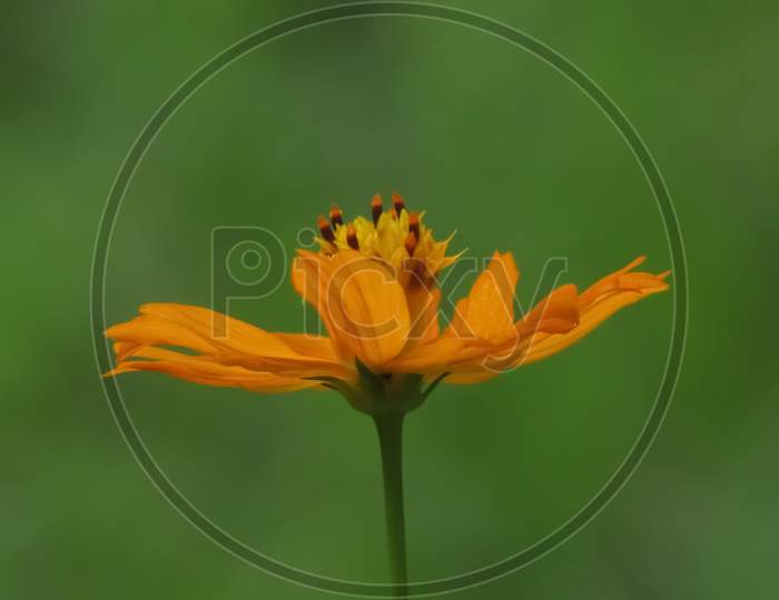Macro image of an isolated yellow flower with green blur background in low light