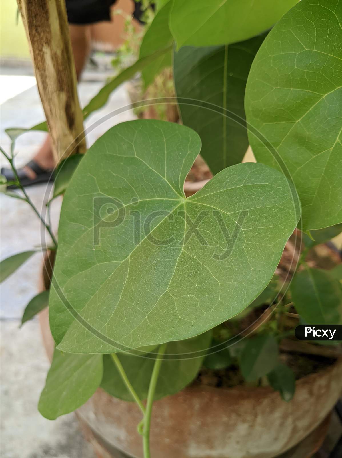 Beans plant leaf