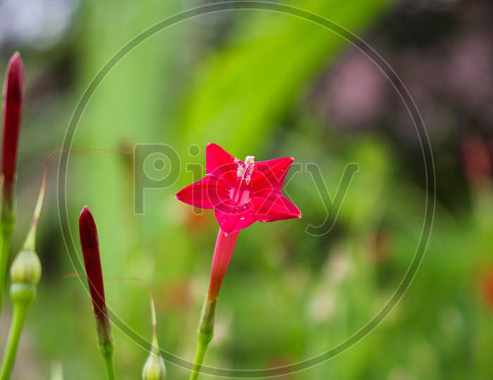 beautyful flower background pink flower star flower image