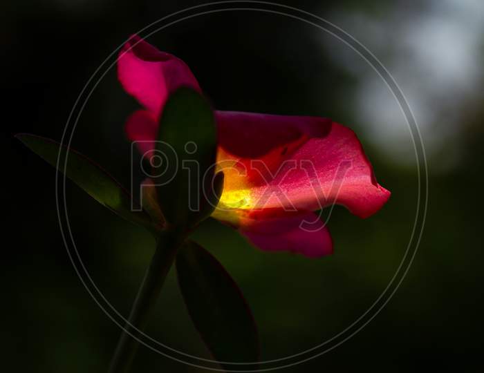 Flower rose pink purslane