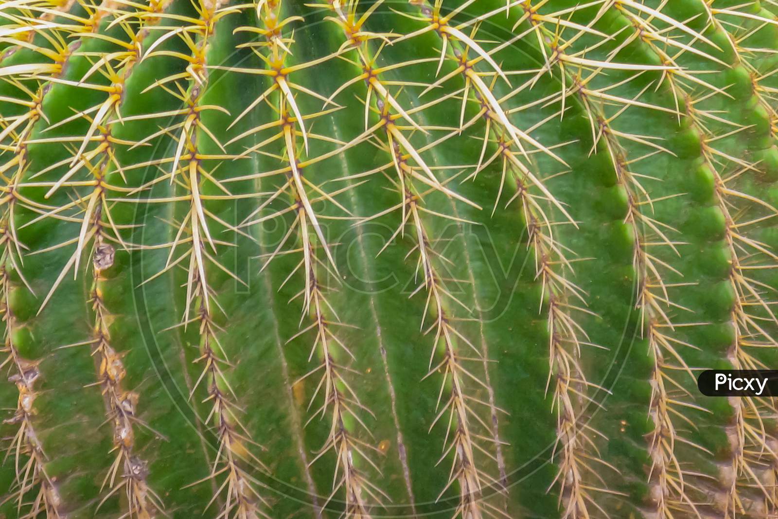 macro image of a  green cactus with thorns in a pattern