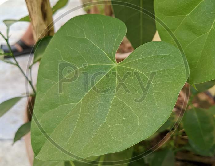 Beans plant leaf