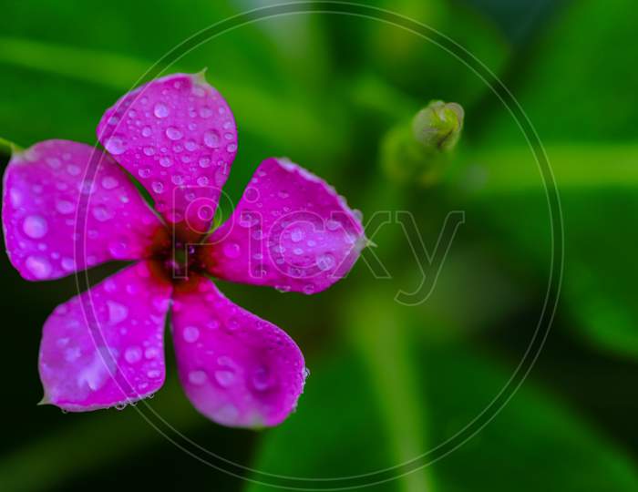 A pink periwinkle flower with water droplets on it and green leaves in background