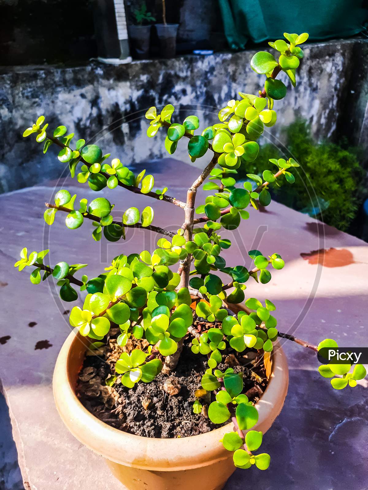 2 year old jade plant