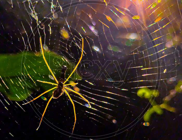 Macro Photography of spider