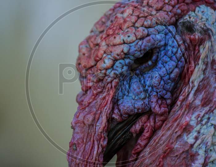 Close Up Portrait Of A Turkey Bird