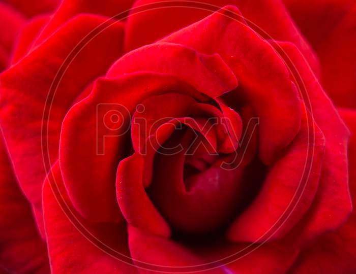 close up of a red rose flower - detail