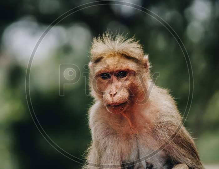 Portrait Of A Monkey Looking At The Camera With Bokeh Background