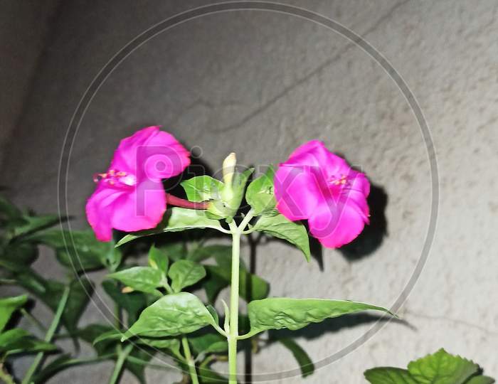 4 0'clock flower, Gulbakshi flower