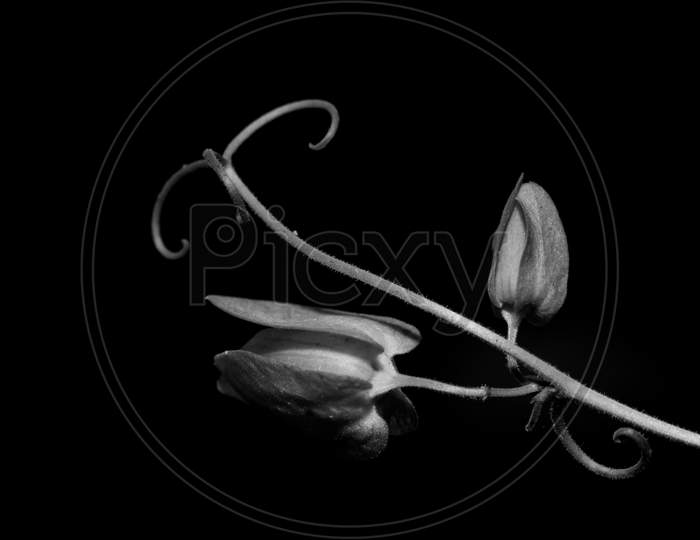 Macro image of flowers with dark background as fine art