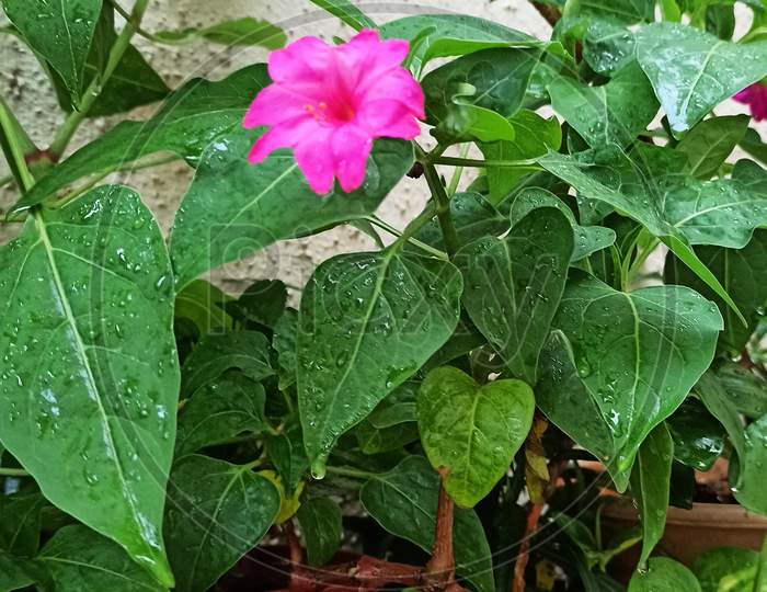 4 o'clock flowers, Gulbakshi flowers